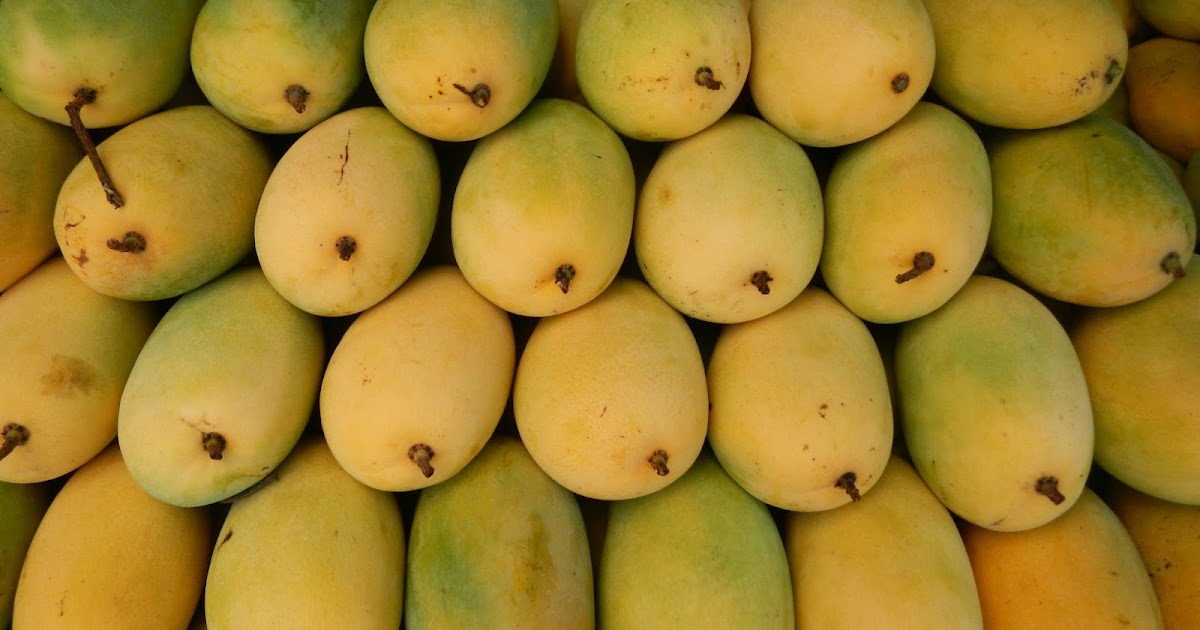 Freshly harvested mangoes packed by leading Mango Companies in Pakistan for export