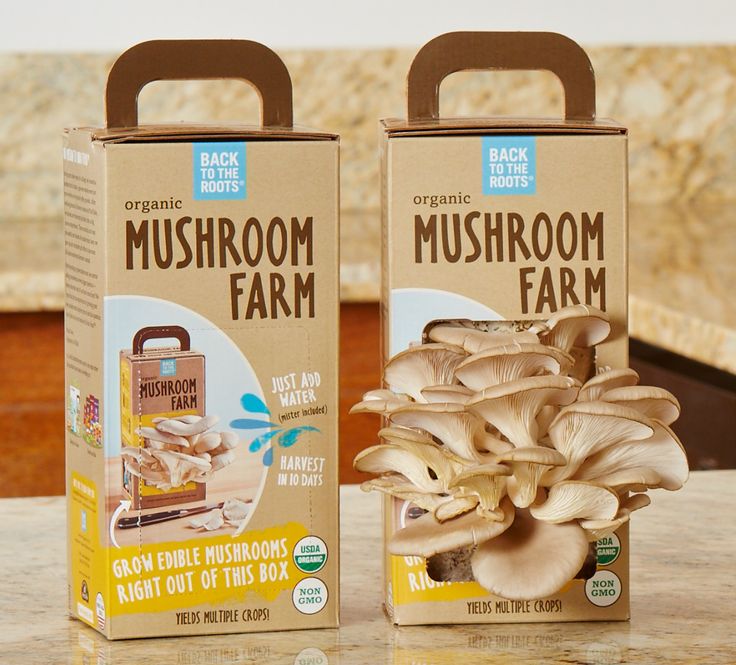 mushroom packaging boxes wholesale