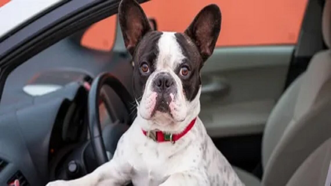 How To Remove Dog Odor From Car?