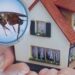 Termite Control Services in Lahore