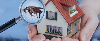 Termite Control Services in Lahore