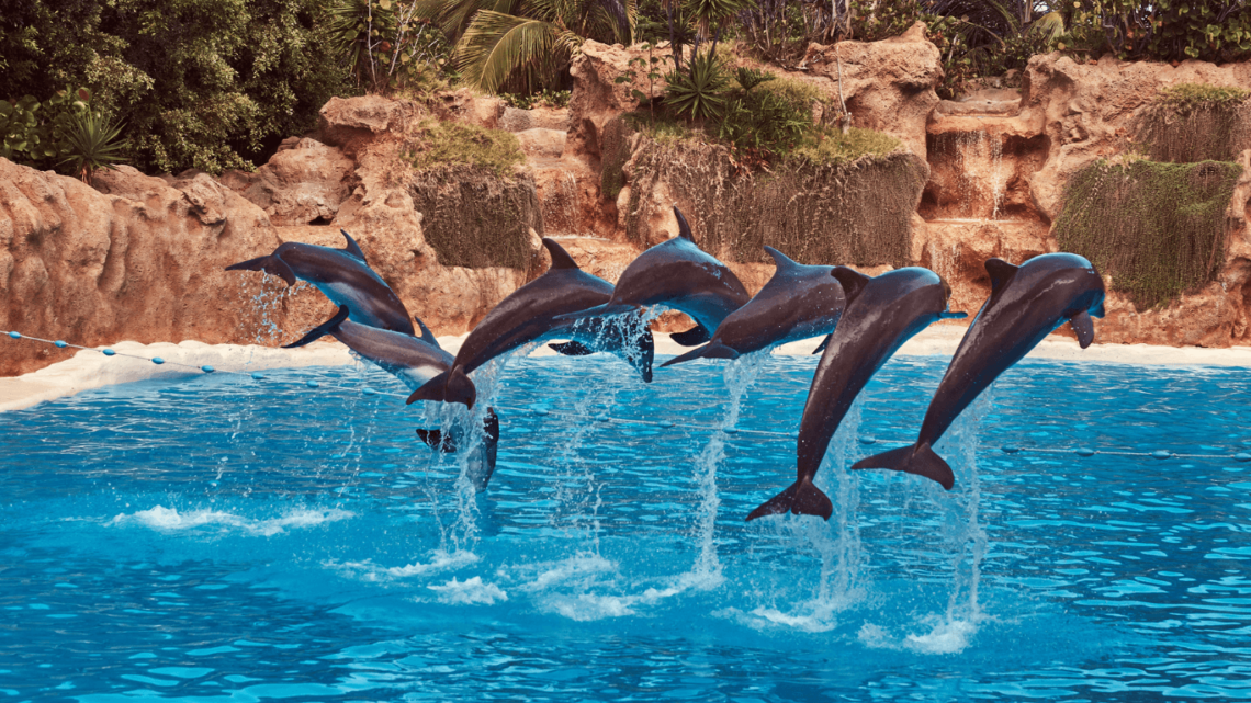 Dubai Dolphinarium Tour