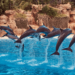 Dubai Dolphinarium Tour