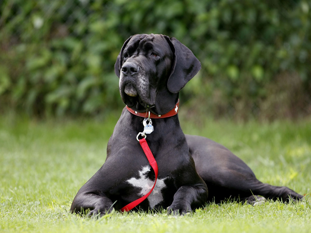 Best Adjustable Choke Collars for Effective Dog Training