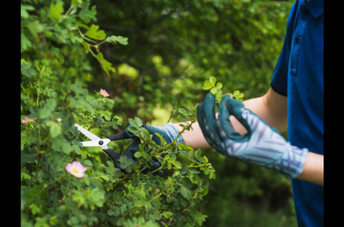 Benefits of Professional Commercial Landscaping Services